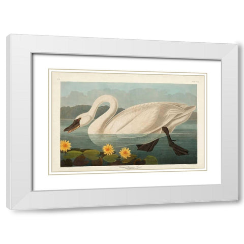 Pl 411 Common American Swan White Modern Wood Framed Art Print with Double Matting by Audubon, John James
