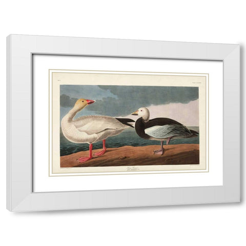 Pl 381 Snow Goose White Modern Wood Framed Art Print with Double Matting by Audubon, John James