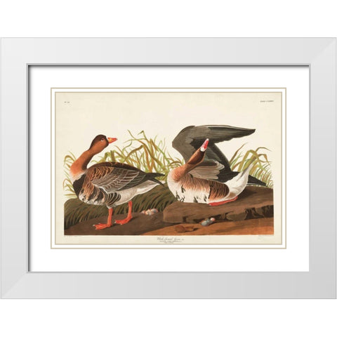 Pl 286 White-fronted Goose White Modern Wood Framed Art Print with Double Matting by Audubon, John James