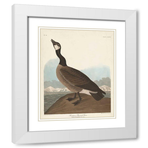 Pl 277 Hutchinss Barnacle Goose White Modern Wood Framed Art Print with Double Matting by Audubon, John James