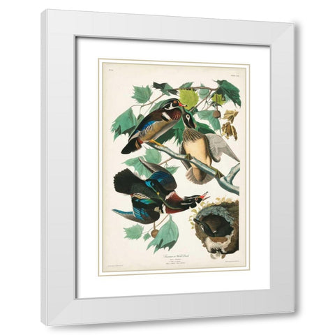 Pl 206 Wood Duck White Modern Wood Framed Art Print with Double Matting by Audubon, John James