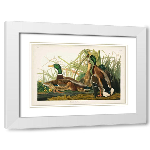 Pl 221 Mallard Duck White Modern Wood Framed Art Print with Double Matting by Audubon, John James