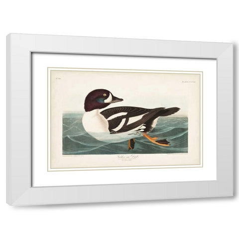Pl 403 Golden-eye Duck White Modern Wood Framed Art Print with Double Matting by Audubon, John James