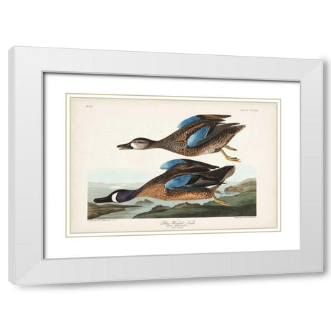 Pl 313 Blue-winged Teal White Modern Wood Framed Art Print with Double Matting by Audubon, John James