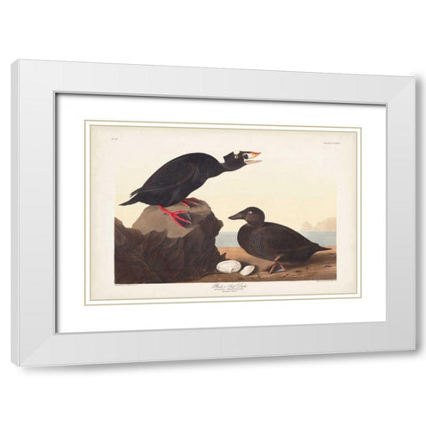 Pl 317 Black or Surf Duck White Modern Wood Framed Art Print with Double Matting by Audubon, John James