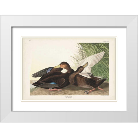 Pl 302 Dusky Duck White Modern Wood Framed Art Print with Double Matting by Audubon, John James
