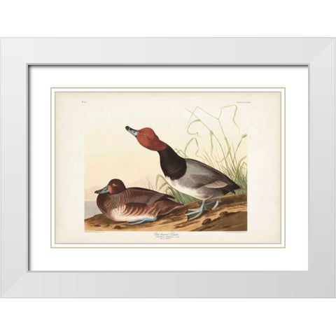 Pl 322 Red-headed Duck White Modern Wood Framed Art Print with Double Matting by Audubon, John James