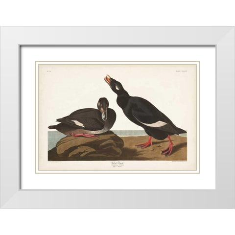 Pl 247 Velvet Duck White Modern Wood Framed Art Print with Double Matting by Audubon, John James