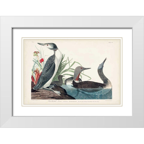 Pl 202 Red-throated Diver White Modern Wood Framed Art Print with Double Matting by Audubon, John James