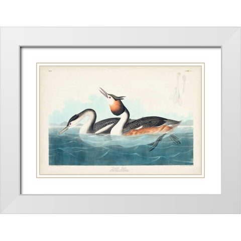 Pl 292 Crested Grebe White Modern Wood Framed Art Print with Double Matting by Audubon, John James