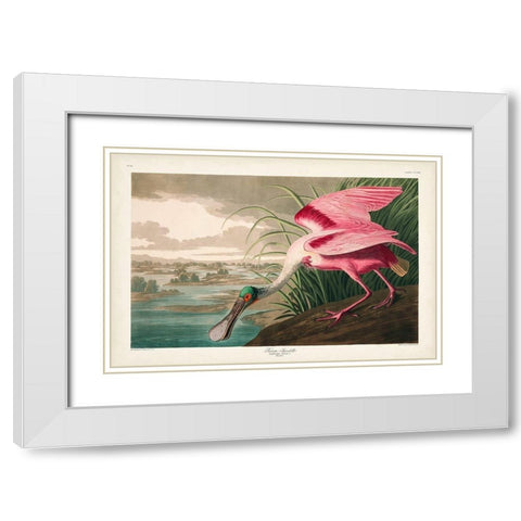 Pl 321 Roseate Spoonbill White Modern Wood Framed Art Print with Double Matting by Audubon, John James