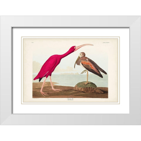 Pl 397 Scarlet Ibis White Modern Wood Framed Art Print with Double Matting by Audubon, John James