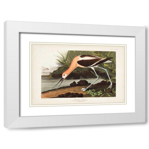 Pl 318 American Avocet White Modern Wood Framed Art Print with Double Matting by Audubon, John James