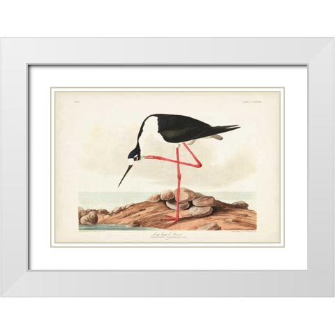 Pl 328 Long- legged Avocet White Modern Wood Framed Art Print with Double Matting by Audubon, John James