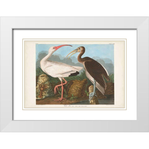 Pl 222 White Ibis White Modern Wood Framed Art Print with Double Matting by Audubon, John James