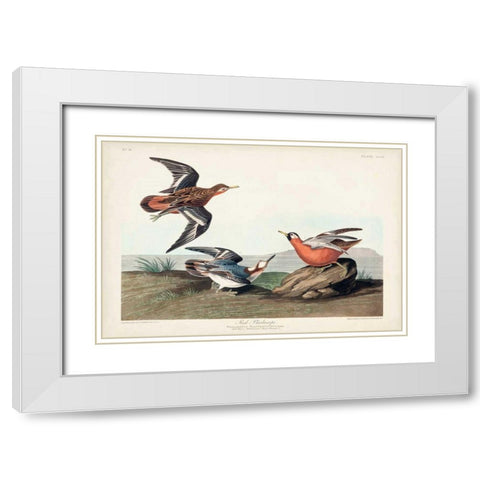 Pl 255 Red Phalarope White Modern Wood Framed Art Print with Double Matting by Audubon, John James