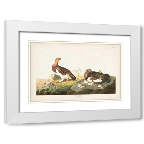 Pl 191 Willow Grouse White Modern Wood Framed Art Print with Double Matting by Audubon, John James