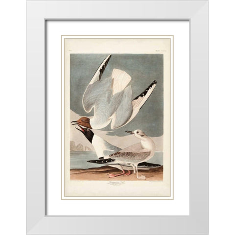 Pl 324 Bonapartian Gull White Modern Wood Framed Art Print with Double Matting by Audubon, John James