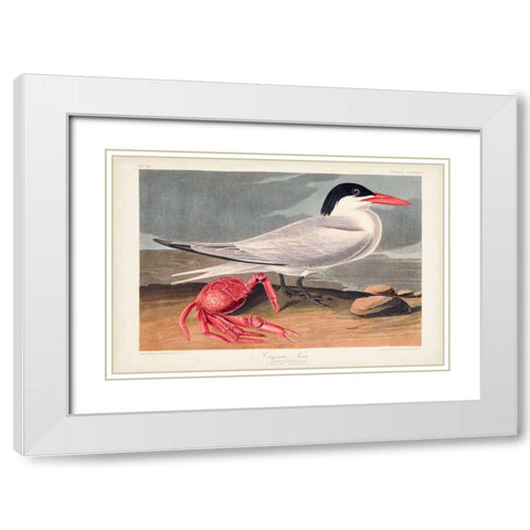 Pl 273 Cyenne Tern White Modern Wood Framed Art Print with Double Matting by Audubon, John James