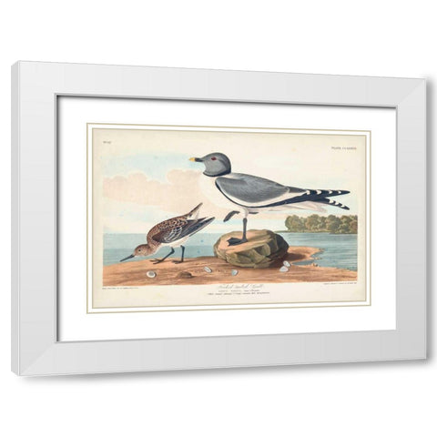 Pl 285 Fork-tailed Gull White Modern Wood Framed Art Print with Double Matting by Audubon, John James