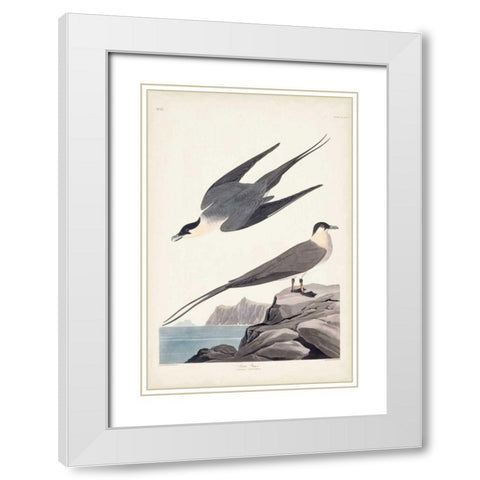 Pl 267 Artic Yager White Modern Wood Framed Art Print with Double Matting by Audubon, John James