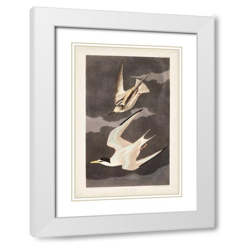 Pl 319 Lesser Tern White Modern Wood Framed Art Print with Double Matting by Audubon, John James