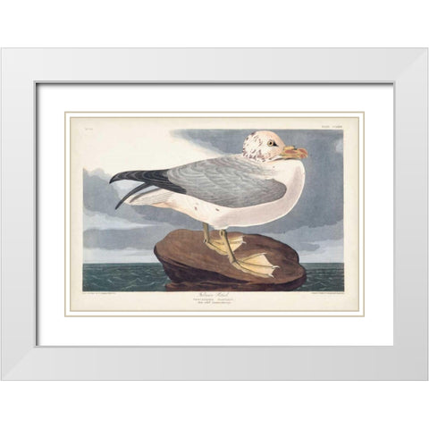 Pl 264 Fulmar Petral White Modern Wood Framed Art Print with Double Matting by Audubon, John James