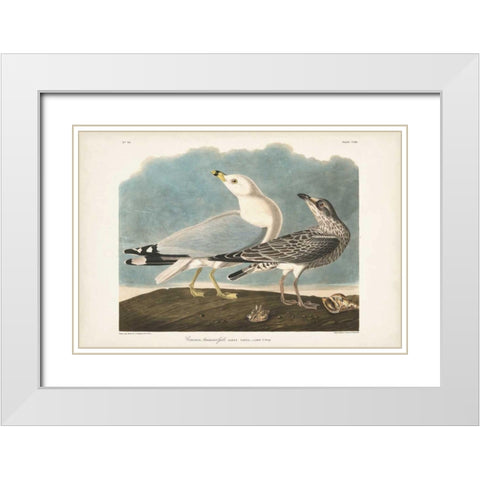 Pl 212 Common American Gull White Modern Wood Framed Art Print with Double Matting by Audubon, John James