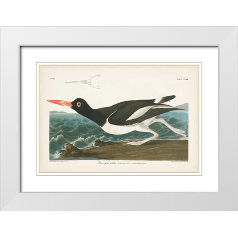 Pl 223 Pied Oyster Catcher White Modern Wood Framed Art Print with Double Matting by Audubon, John James