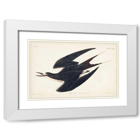 Pl 235 Sooty Tern White Modern Wood Framed Art Print with Double Matting by Audubon, John James