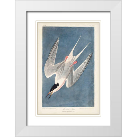 Pl 240 Roseate Tern White Modern Wood Framed Art Print with Double Matting by Audubon, John James