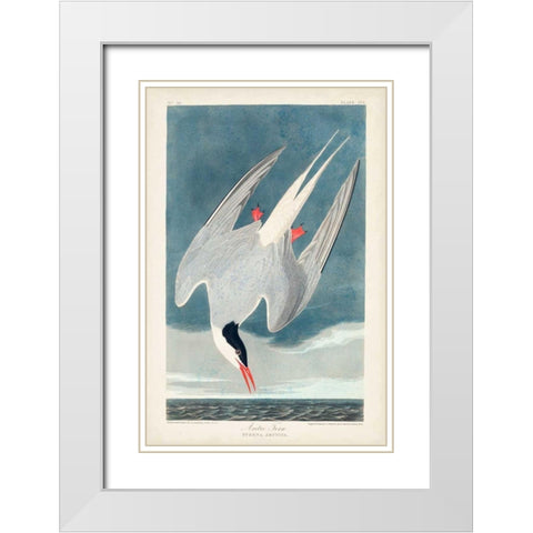 Pl 250 Artic Tern White Modern Wood Framed Art Print with Double Matting by Audubon, John James