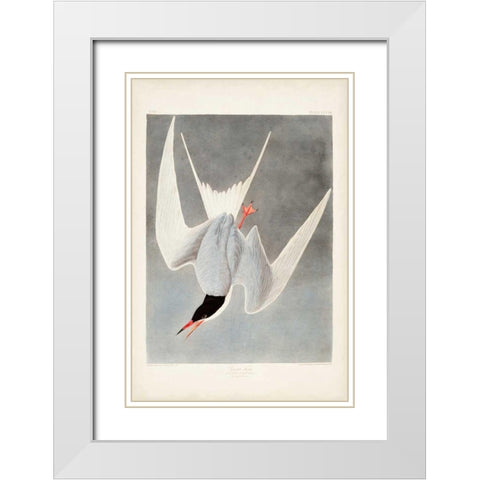 Pl 309 Great Tern White Modern Wood Framed Art Print with Double Matting by Audubon, John James