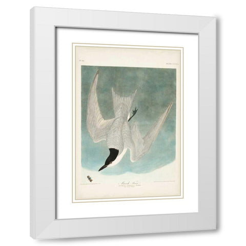Pl 410 Marsh Tern White Modern Wood Framed Art Print with Double Matting by Audubon, John James