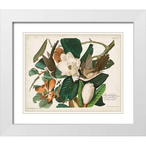 Pl 32 Black-billed Cuckoo White Modern Wood Framed Art Print with Double Matting by Audubon, John James