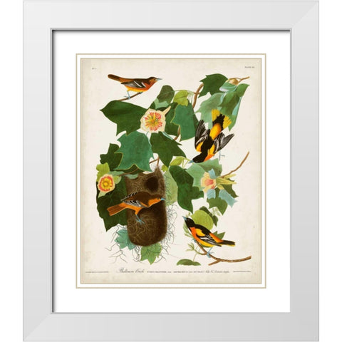 Pl 12 Baltimore Oriole White Modern Wood Framed Art Print with Double Matting by Audubon, John James