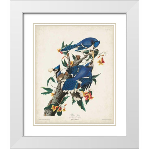 Pl 102 Blue Jay White Modern Wood Framed Art Print with Double Matting by Audubon, John James