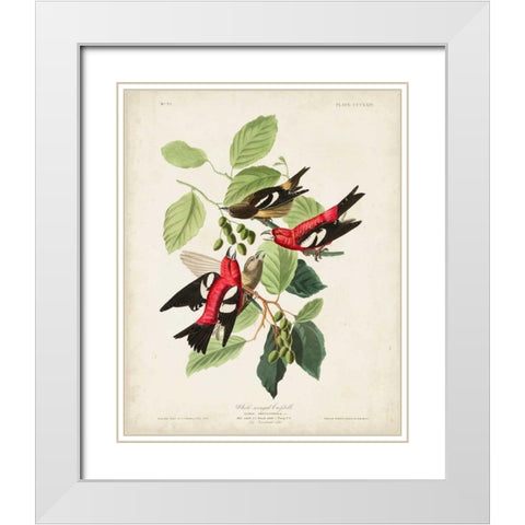 Pl 364 White-winged Crossbill White Modern Wood Framed Art Print with Double Matting by Audubon, John James