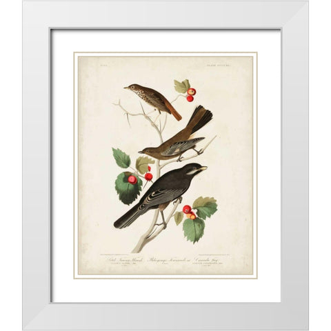 Pl 419 Little Tawny Thrush White Modern Wood Framed Art Print with Double Matting by Audubon, John James