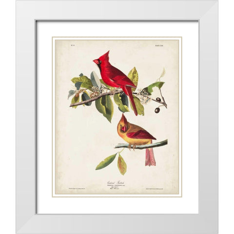 Pl 158 Cardinal Grosbeak White Modern Wood Framed Art Print with Double Matting by Audubon, John James