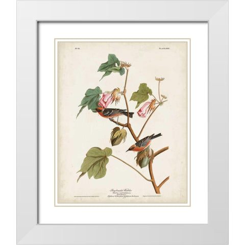 Pl 69 Bay-breasted Warbler White Modern Wood Framed Art Print with Double Matting by Audubon, John James
