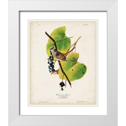 Pl 114 White-crowned Sparrow White Modern Wood Framed Art Print with Double Matting by Audubon, John James