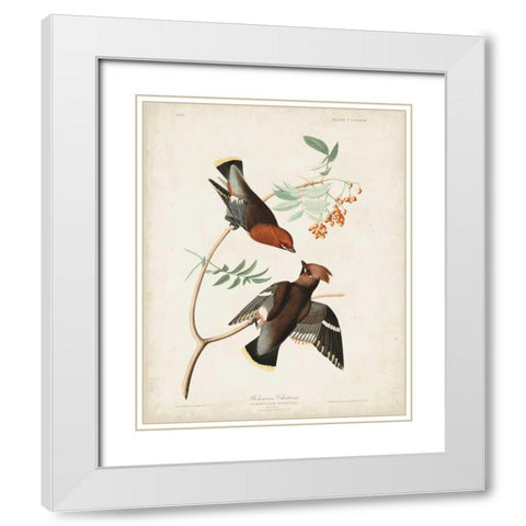 Pl 363 Bohemian Chatterer White Modern Wood Framed Art Print with Double Matting by Audubon, John James