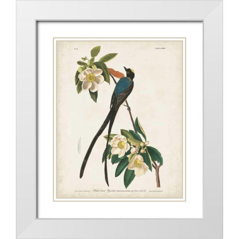 Pl 168 Fork-tailed Flycatcher White Modern Wood Framed Art Print with Double Matting by Audubon, John James