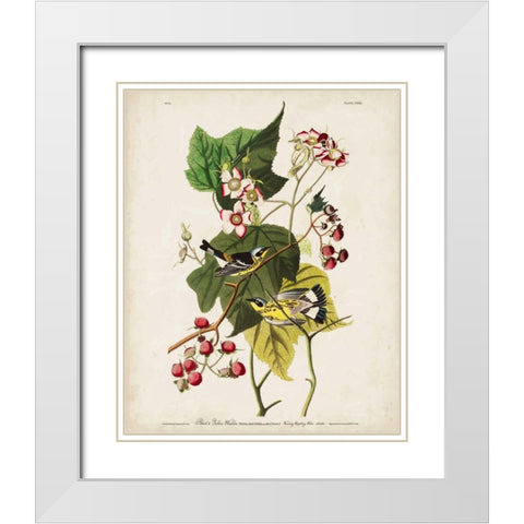 Pl 123 Black and Yellow Warbler White Modern Wood Framed Art Print with Double Matting by Audubon, John James