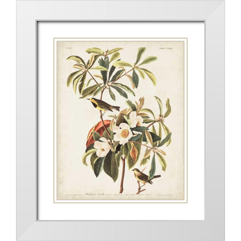 Pl 185 Bachmans Warbler White Modern Wood Framed Art Print with Double Matting by Audubon, John James