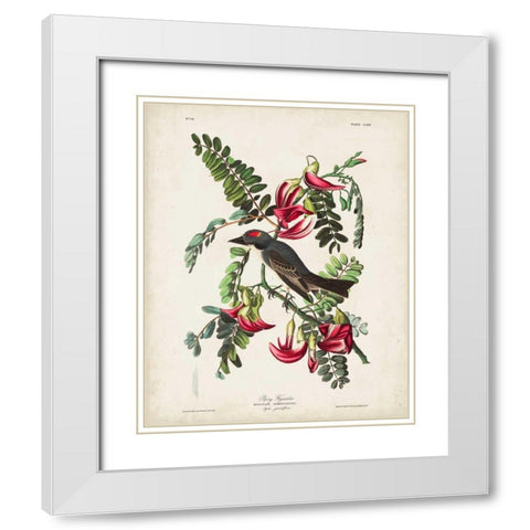 Pl 170 Pipiry Flycatcher White Modern Wood Framed Art Print with Double Matting by Audubon, John James