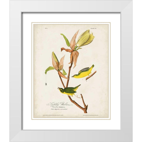 Pl 38 Kentucky Warbler White Modern Wood Framed Art Print with Double Matting by Audubon, John James