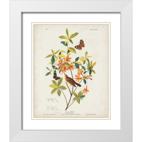 Pl 198 Swainsons Warbler White Modern Wood Framed Art Print with Double Matting by Audubon, John James
