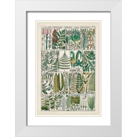 Fern Chart White Modern Wood Framed Art Print with Double Matting by Vision Studio